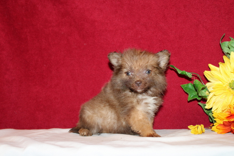 puppy, for, sale, Pomeranian, Matthew B. Stoltzfus, dog, breeder, Gap, PA, dog-breeder, puppy-for-sale, forsale, nearby, find, puppyfind, locator, puppylocator, aca